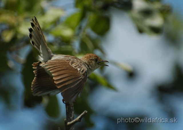 puku rsa 221.jpg - White-tailed Crested Flycatcher (Elminia albonotata)